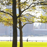 Klimaatboom Den Haag